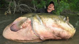 Сомы: Мы не даём им созреть. Не трогайте их 80 лет, и реки заполнятся чудищами от 300 кг