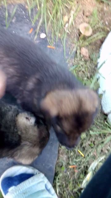 VID_20250817_175010.3gp