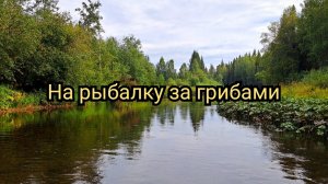 На рыбалку за грибами