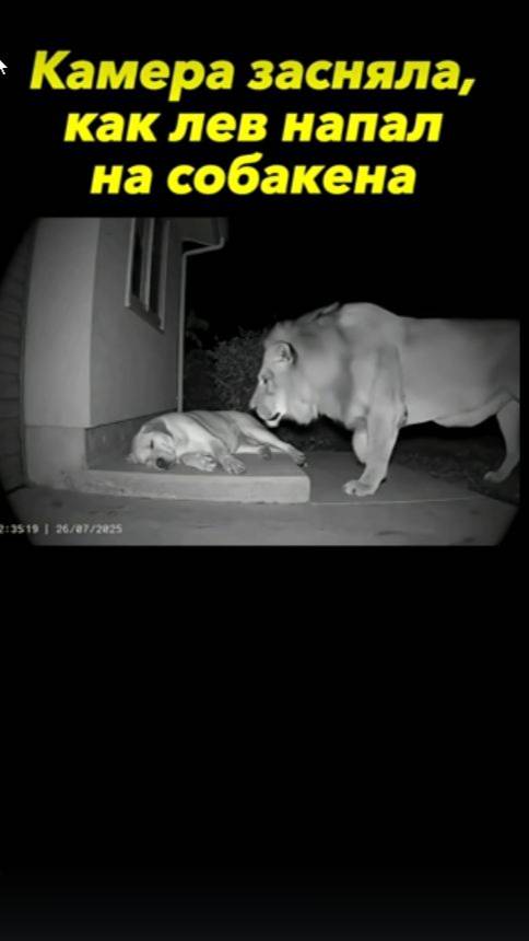 Лев напал на собаку... смотреть онлайн