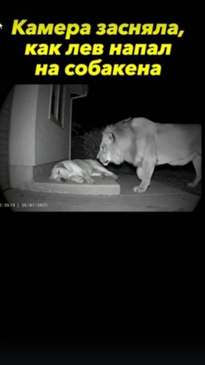 Лев напал на собаку...