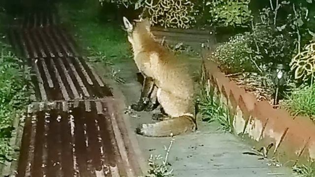 (1093) Лиса приходит в гости. Август 2025 смотреть онлайн