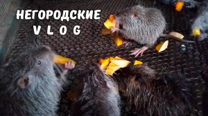 Сезон тыквы для НУТРИКОВ открыт! 16.08.25