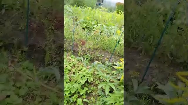 А Вот и Огурчики смотреть онлайн