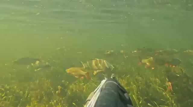 Ради ТАКОГО МОМЕНТА Стоит Заниматься ПОДВОДНОЙ ОХОТОЙ 🐋🔥.#подводнаяохота #подводнаярыбалка #сазан