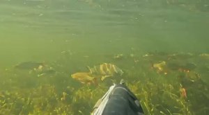 Ради ТАКОГО МОМЕНТА Стоит Заниматься ПОДВОДНОЙ ОХОТОЙ 🐋🔥.#подводнаяохота #подводнаярыбалка #сазан