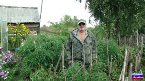 Как ускорить созревание томатов?