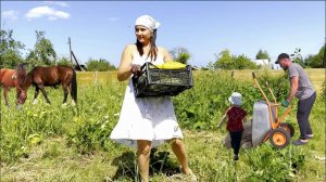 ЖИЗНЬ В СЕЛЕ. СОБИРАЕМ УРОЖАЙ. ПРИВЕЗЛИ ЕЩЕ ТОННЫ СЕНА. МУЖ СНОВА ЛОМАЕТ ЗАБОР.