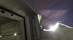 Мис, полка, майя