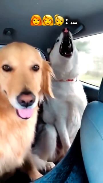 Ну хоть не Лепса поют 😁.mp4 смотреть онлайн