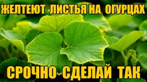 ЖЕЛТЕЮТ ЛИСТЬЯ У ОГУРЦОВ - скорая помощь - СРОЧНО СДЕЛАЙ ТАК