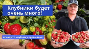 Осенняя посадка клубники мой проверенный способ. Важные тонкости.