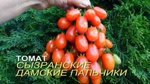 Томат СЫЗРАНСКИЕ ДАМСКИЕ ПАЛЬЧИКИ. Обзор сортов ТОМАТОВ!