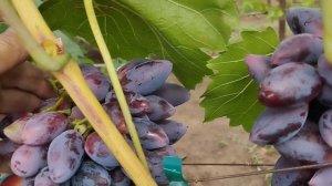 ЭКСТРИМ 31 июля 2025.Селекции Щереденкова В. А.mp4