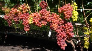 ОБЗОР ОЧЕНЬ РАННЕГО ВИНОГРАДА.