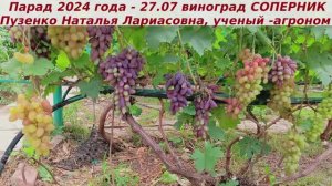 Парад сортов на 27.07.24 года - виноград  СОПЕРНИК окрашивание, созревание, характеристики.