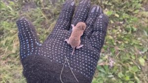 В мире животных от Chernetsov TV