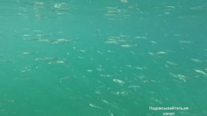 ДИВНОМОРСКОЕ 18.08.2025