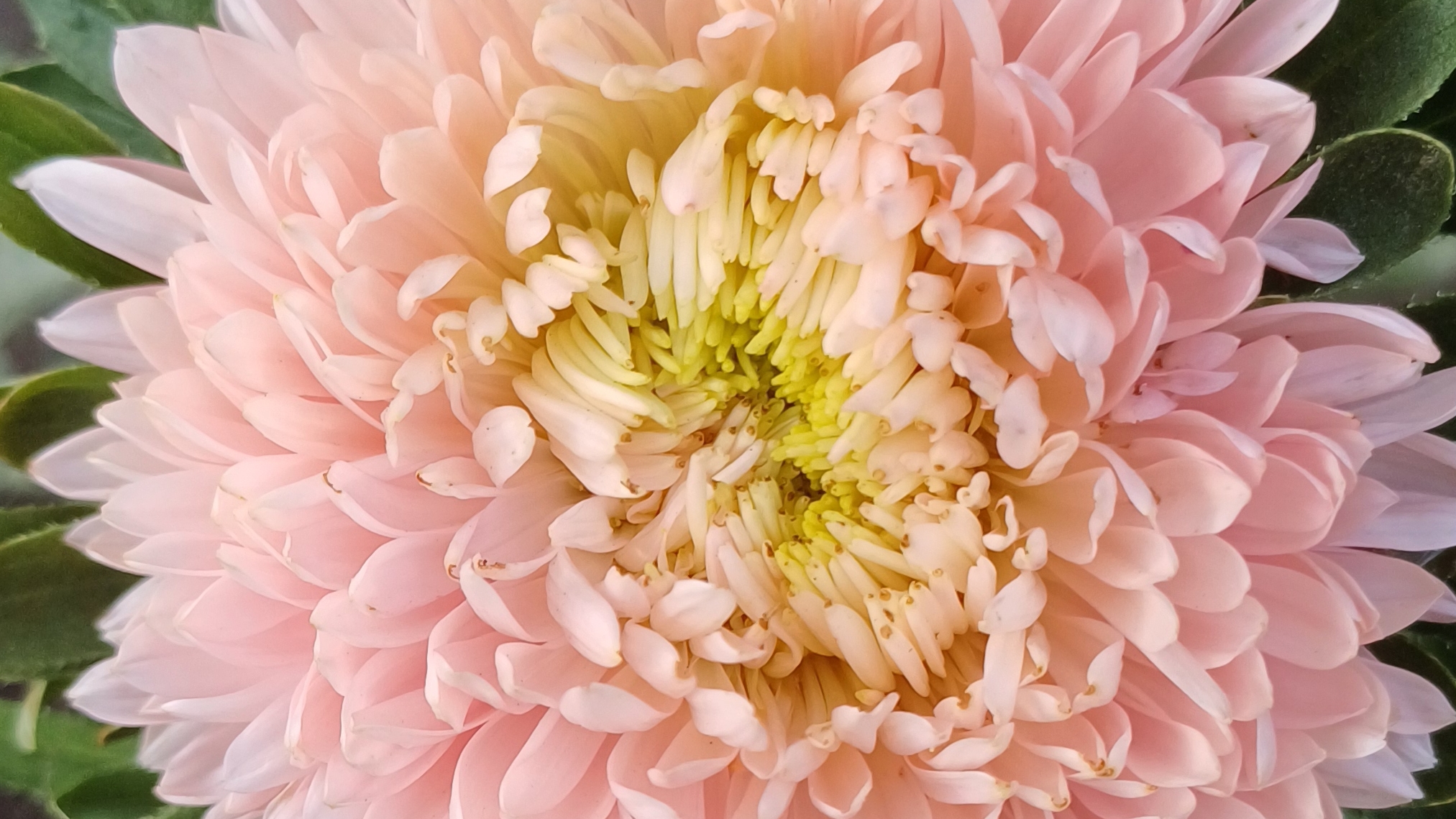 Дачные зарисовки☀️ Август'25