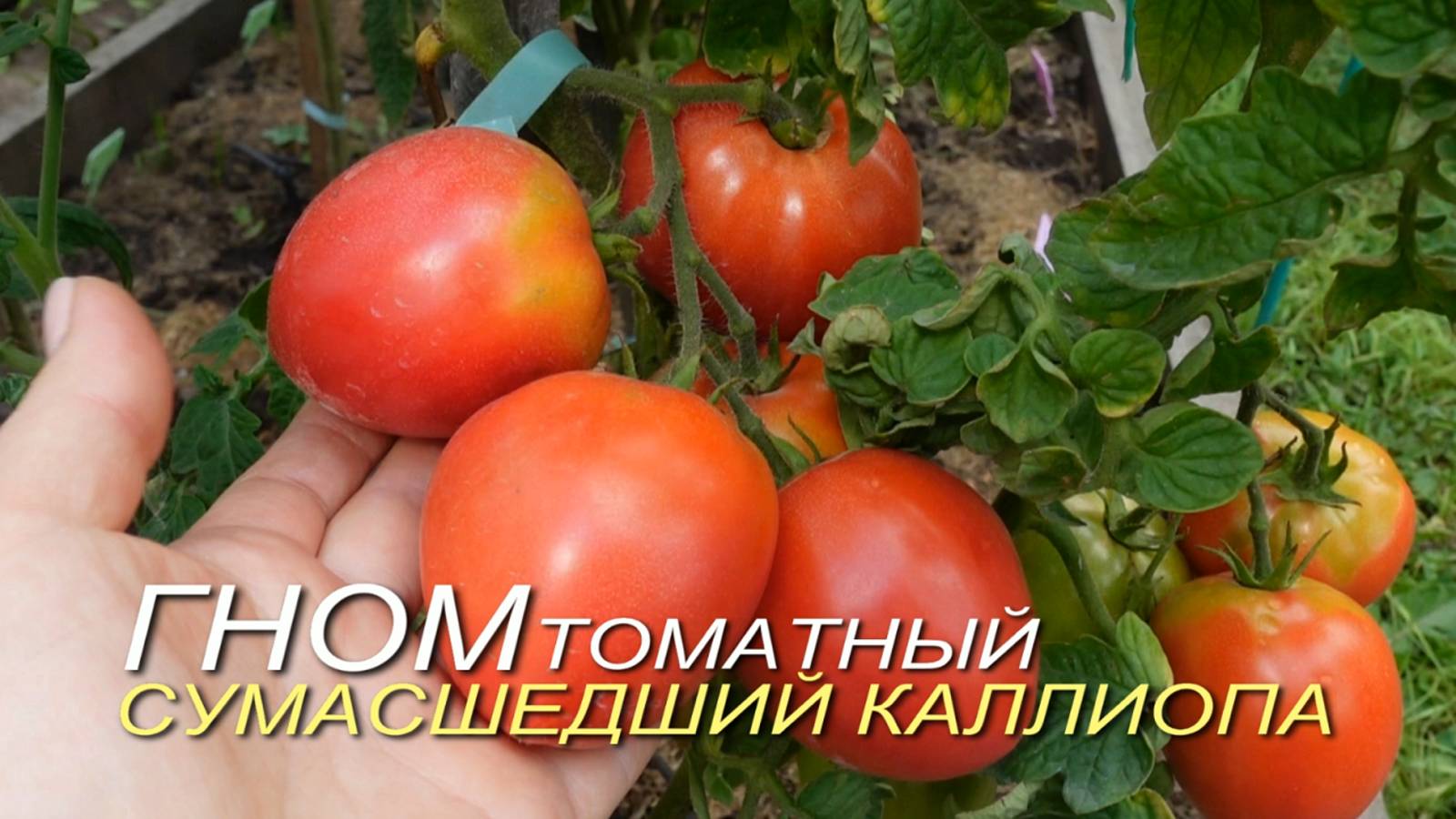 Томатный гном СУМАСШЕДШИЙ КАЛЛИОПА (Dwarf Crazy Calliope). Обзор сортов ТОМАТОВ! смотреть онлайн