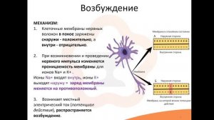 Видео-лекция №4 Нервная система. Синапс