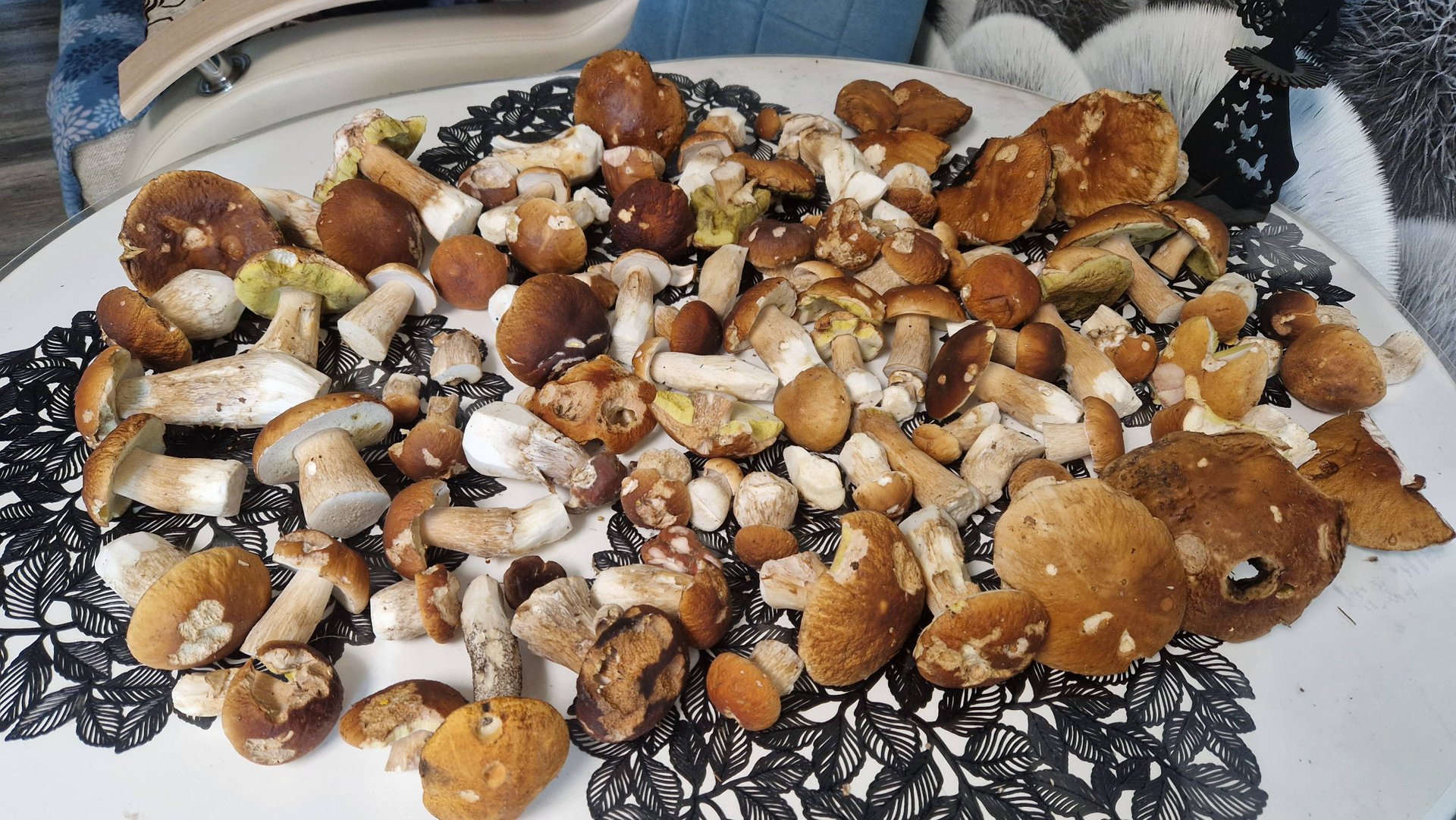 Белые грибы на каждом шагу! Набрали за раз как никогда! По хоженым местам. 17.08.25 смотреть онлайн