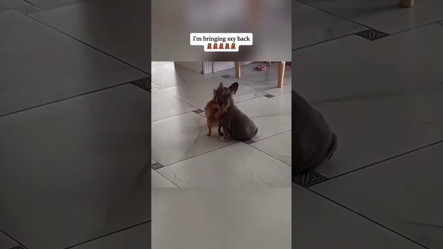 СМЕШНЫЕ ВИДЕО 🙂😆 смотреть онлайн