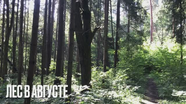 Лес в августе