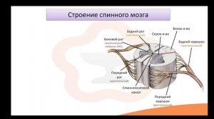 Видео-лекция №5 Спинной мозг