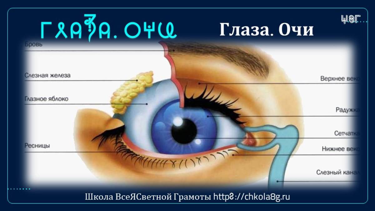 Глаза. Очи. ВсеЯСветная Грамота смотреть онлайн