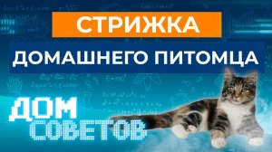 Стрижка домашнего питомца/кота (советы от ветеринара)