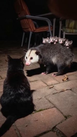 Битва взглядов !