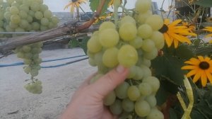 Виноград сорт Белоснежка Калугина В.М