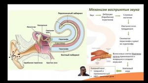 8.3 Слуховая и вестибулярная сенсорные системы