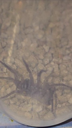 Паук #паук #пауки #насекомые