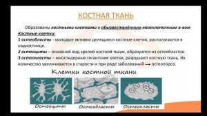 Видео-лекция  №1.5 Скелетные ткани