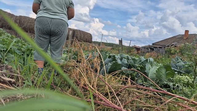 Наша жизнь в деревне/ первый урожай смотреть онлайн