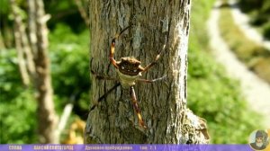 Слова. Паисий Святогорец. Духовное пробуждение, том 2.1