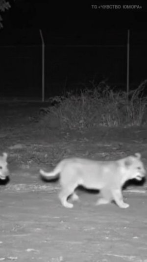 Примазался к крутым котам