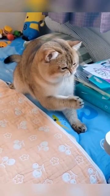 Only good vibes! 🤣Which one do you prefer.mp4 смотреть онлайн