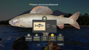 БЕЗУМНЫЕ ТОЧКИ С КУЧЕЙ КОИ НА МЕДНОМ И СУПЕР ФАРМ НА МАТЧИ НА ЯМЕ В РУССКОЙ РЫБАЛКЕ 4 РР4