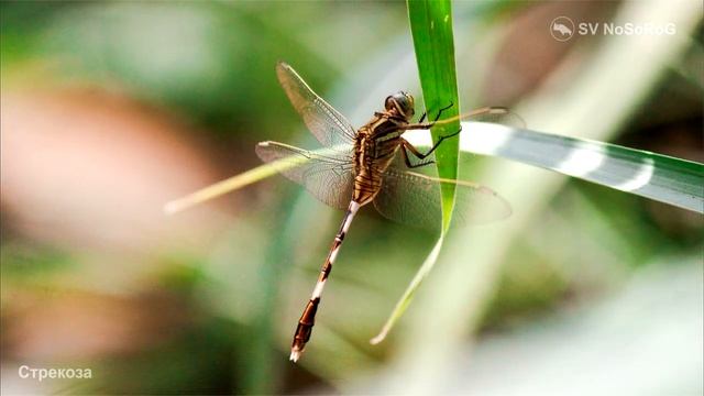 Из каких частей состоит тело у представителей отряда Стрекозы (Damselflies, Dragonflies) — Odonata ?