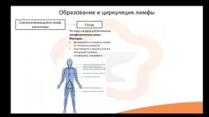 Видео-лекция №2.7 Лимфа