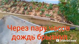 Картошка сортовая