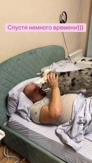 А вы любите собак? Какая любимая порода???