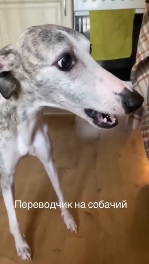 Собака переводчик