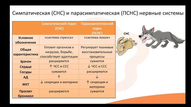 Видео-лекция №7.1 Соматическая и вегетативная нервная система смотреть онлайн