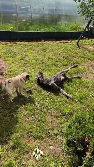 Мопснадзор