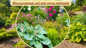 Наш сад 2025. Панорамно и крупным планом под звуки природы. Без комментариев.