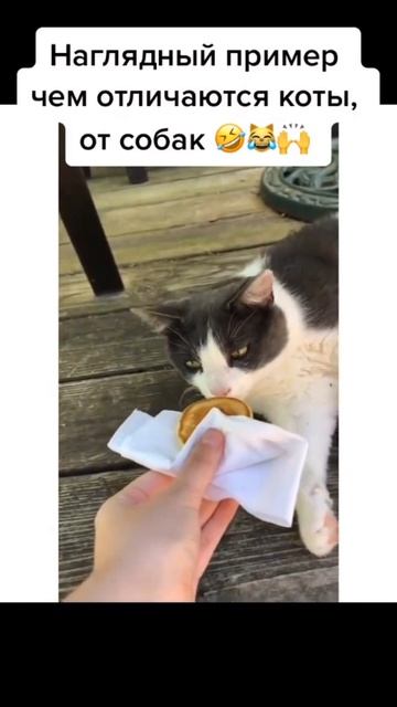 #кошки#коты#собаки#милыеживотные #врекомендации смотреть онлайн